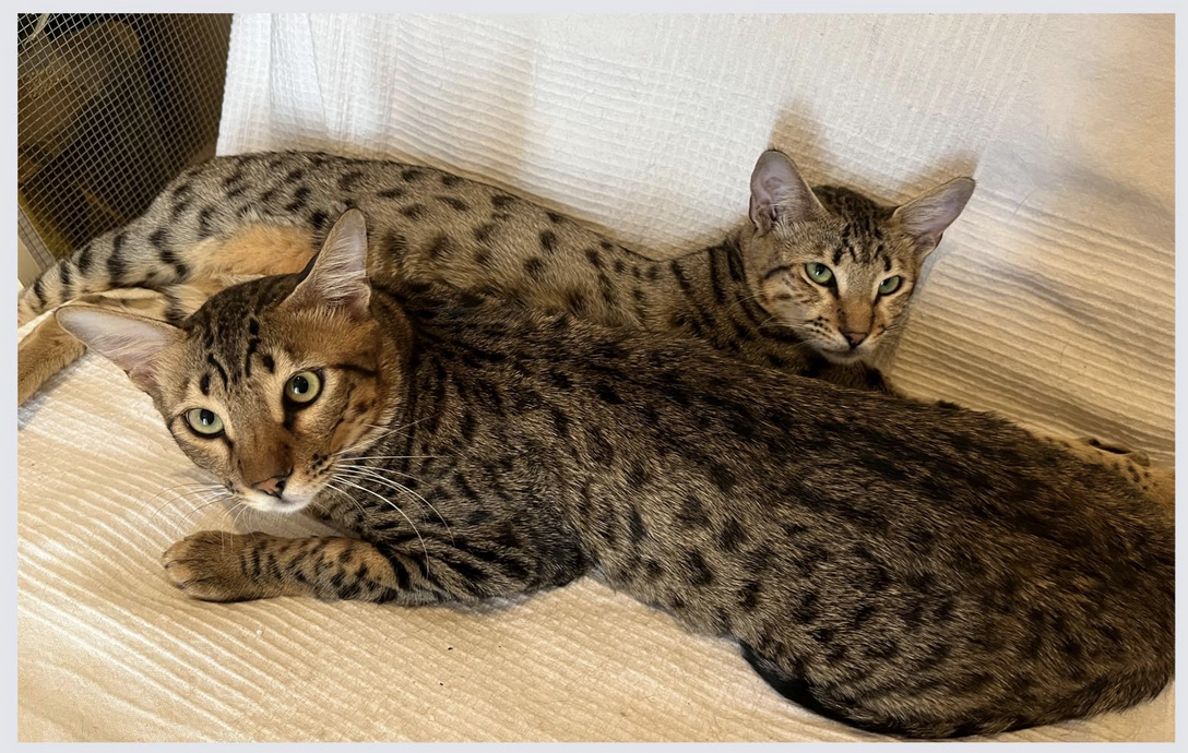 Deux chatons Savannah