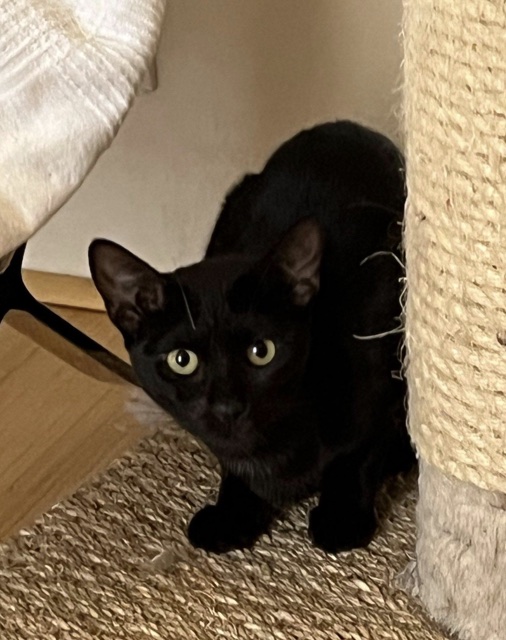 Chaton Savannah robe noire