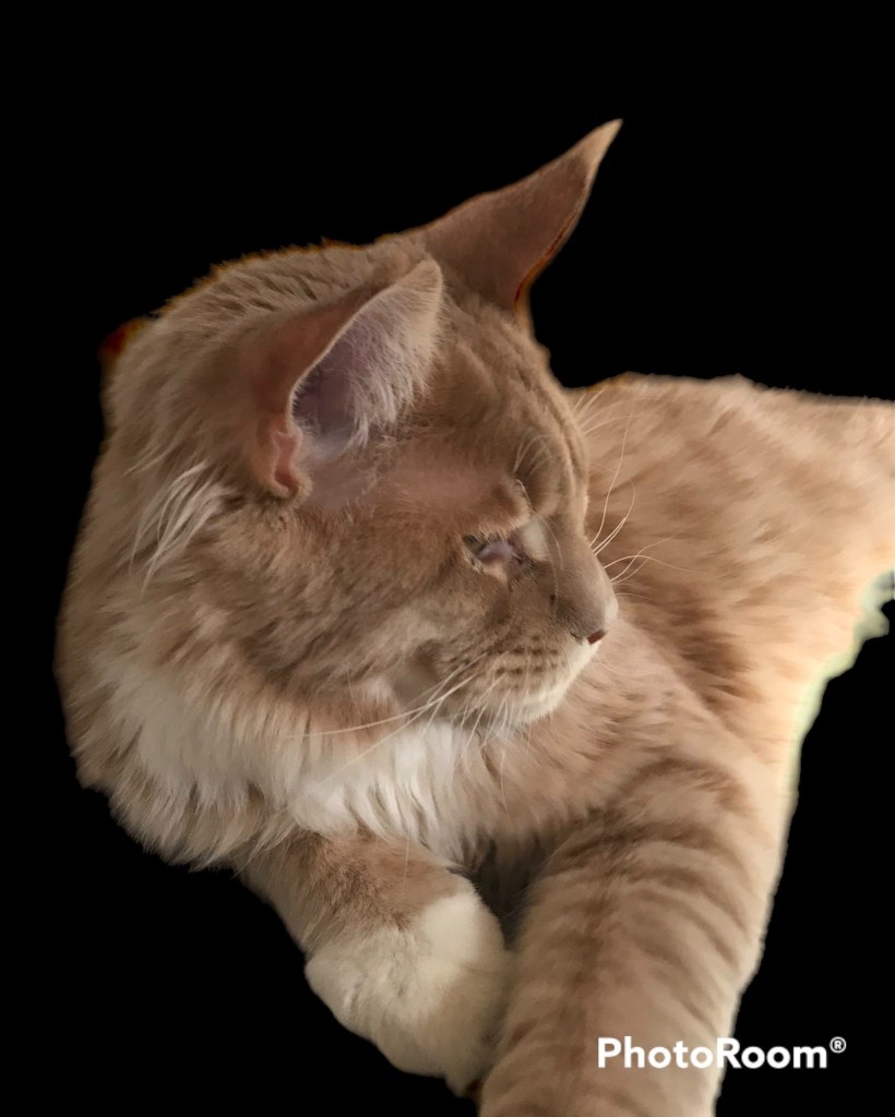 Superbe Maine Coon, reproducteur