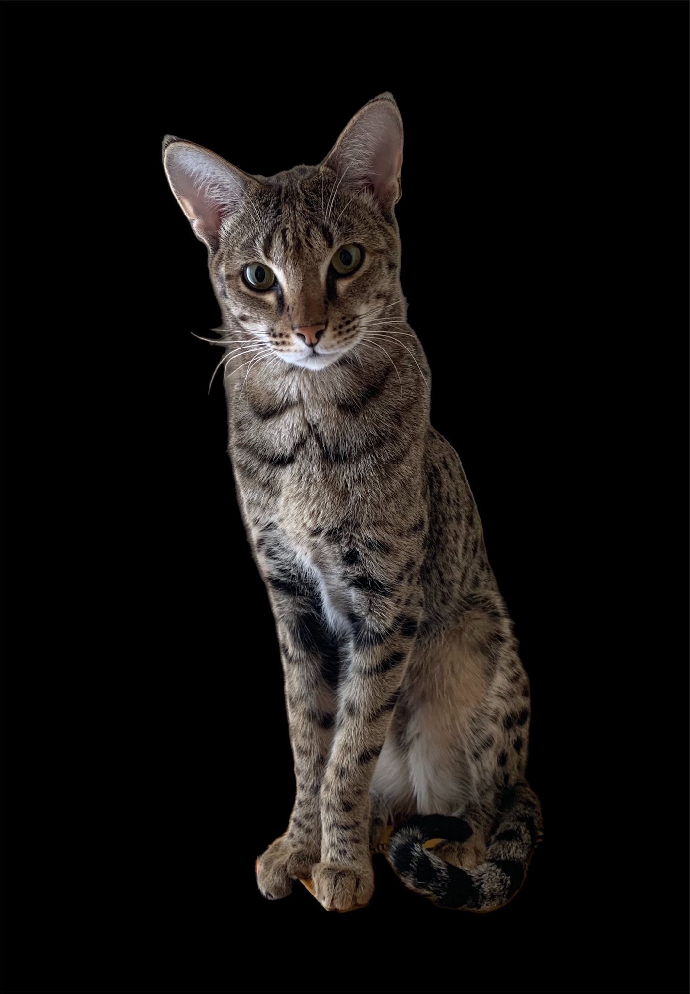 Lena, reproductrice Savannah