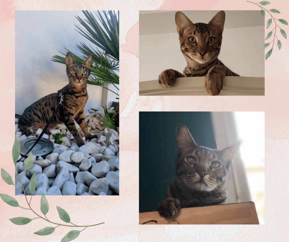 Magnifiques chats Savannah