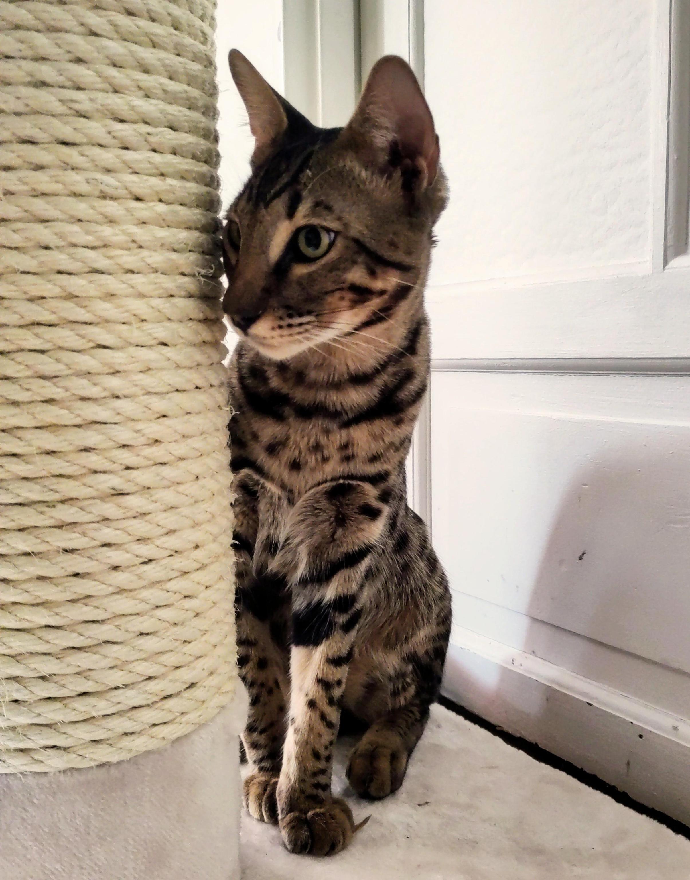 Toutatis, superbe Savannah F5