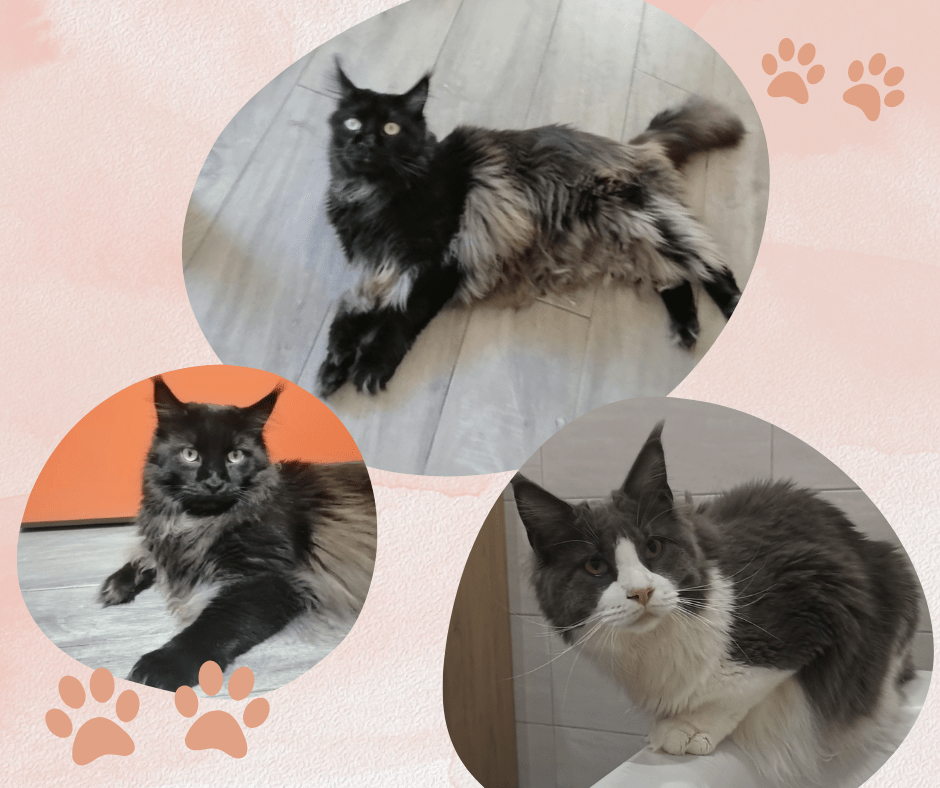 Témoignages Maine Coon Merovingien Cattery