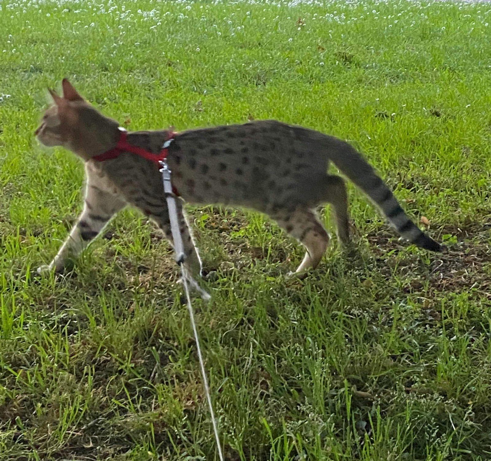 Solenne, Savannah, en promenade dehors