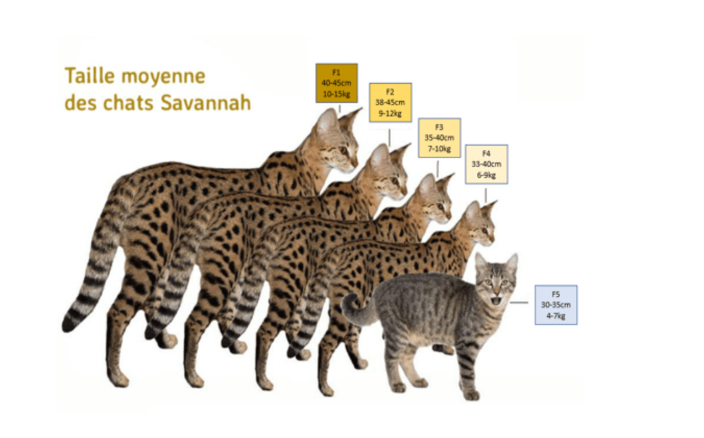 Taille moyenne des chats Savannah