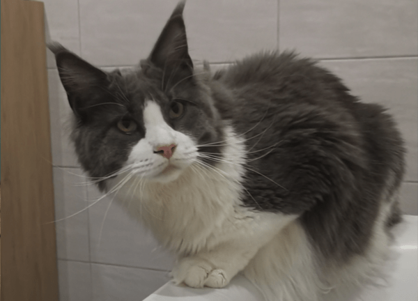 &laquo;&nbsp;Un amour de chat&nbsp;&raquo;